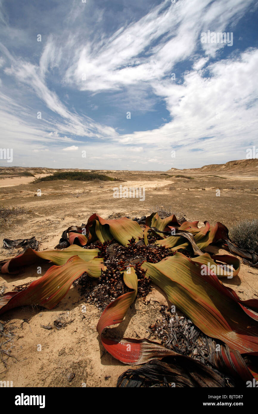 L'unico Welwitschia Mirabilis al Namibe deserto può vivere per migliaia di anni. Provincia di Namibe, Angola Foto Stock