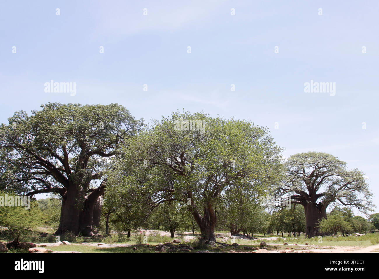Il baobab, Calueque, Provincia del Cunene, Angola meridionale, Africa. © Zute e Demelza Lightfoot www.lightfootphoto.com Foto Stock
