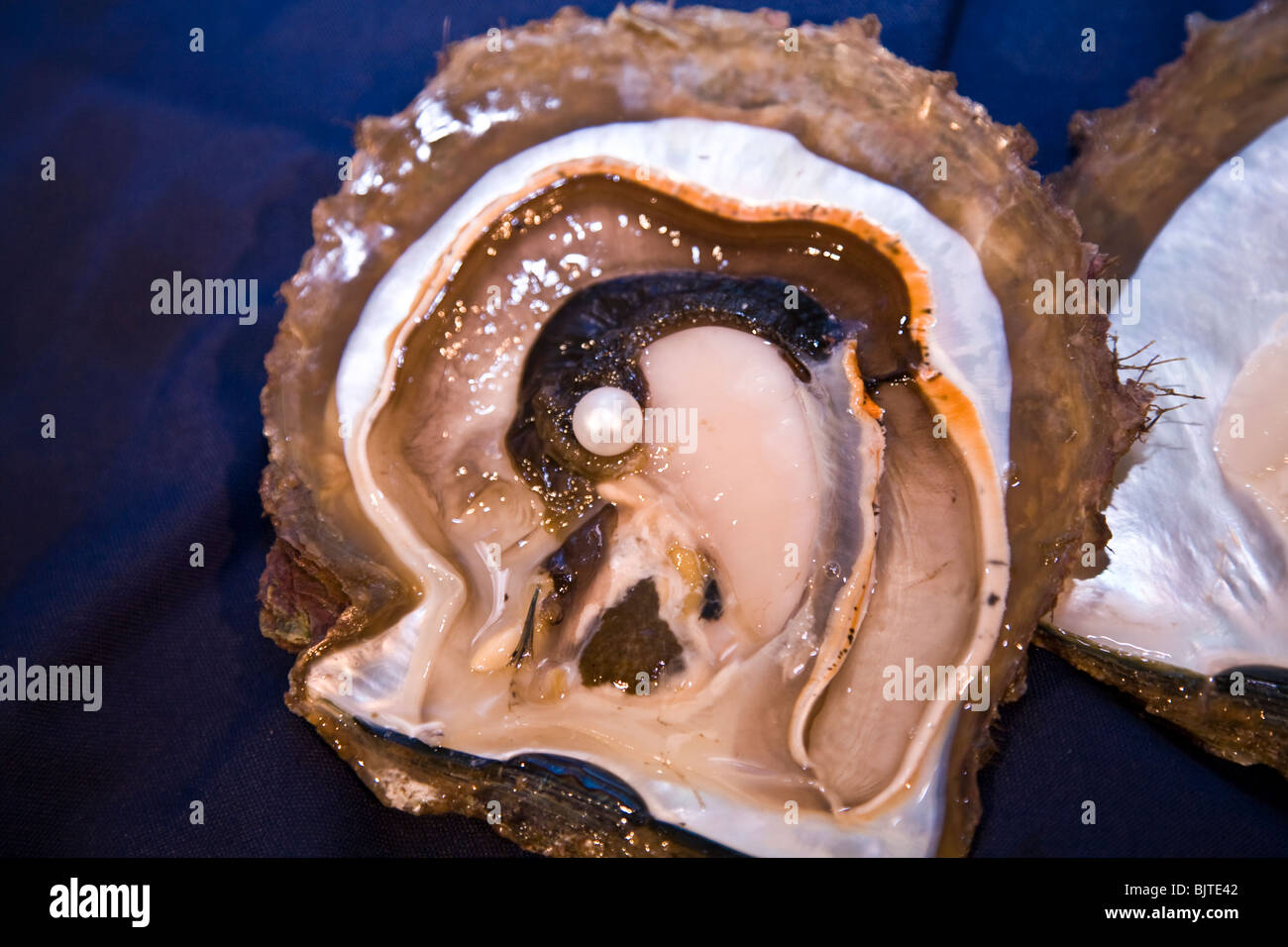 Questo appena aperto perla shell sollevata sul Paspaley Pearl Farm in Vansittart Bay rivela uno splendido esemplare del Western Australia Foto Stock