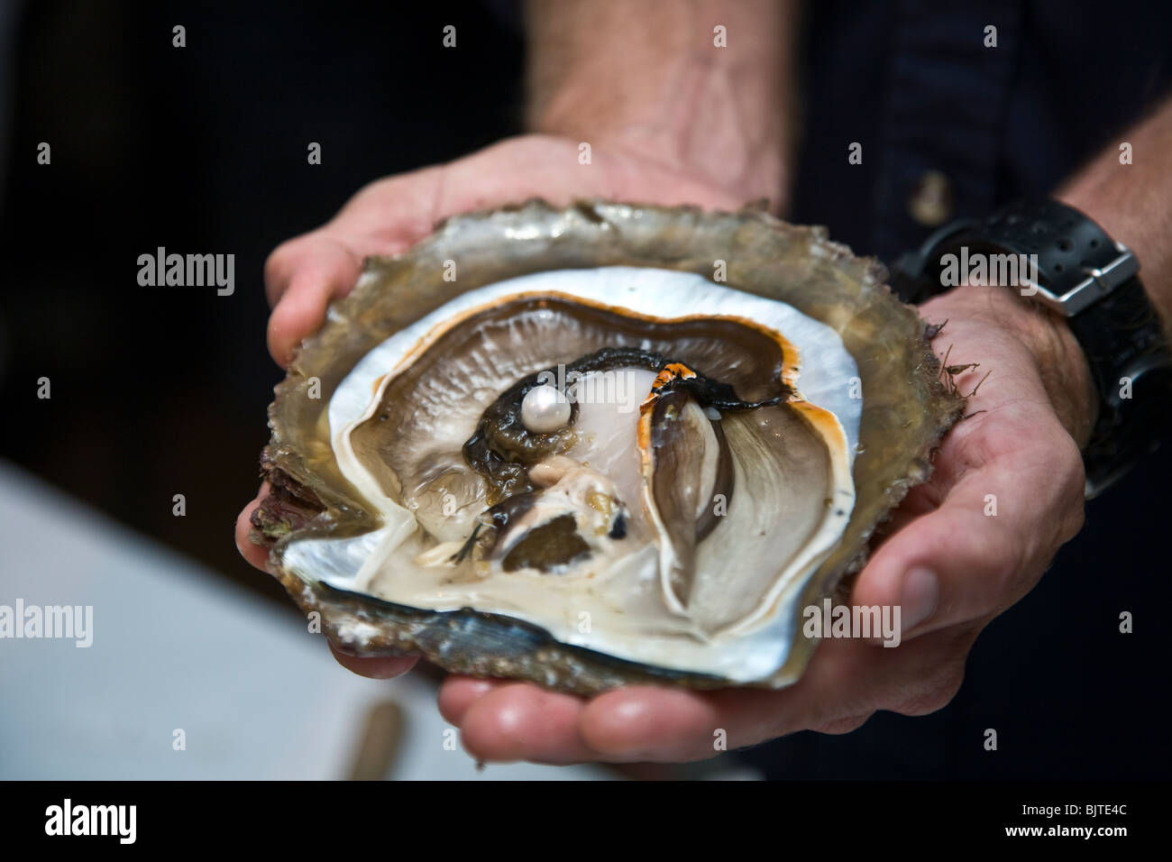 Close up aperto di perla shell con una perla in esso Paspaley Pearl Farm Vansittart Bay Australia Foto Stock