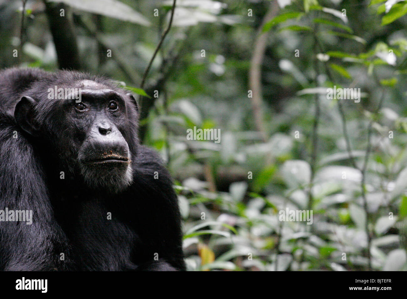 Kara e Bwiso. Gli scimpanzé maschi più di trent'anni. Tracciamento di scimpanzé. Kibale national park. Uganda Foto Stock