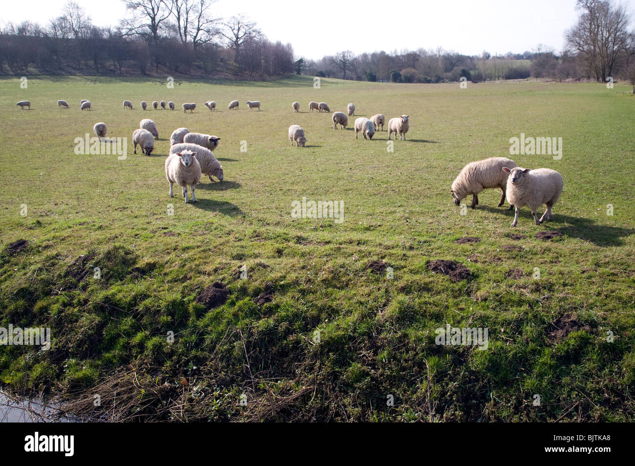 Pecore pascolano in pascolo Tuddenham Suffolk Foto Stock