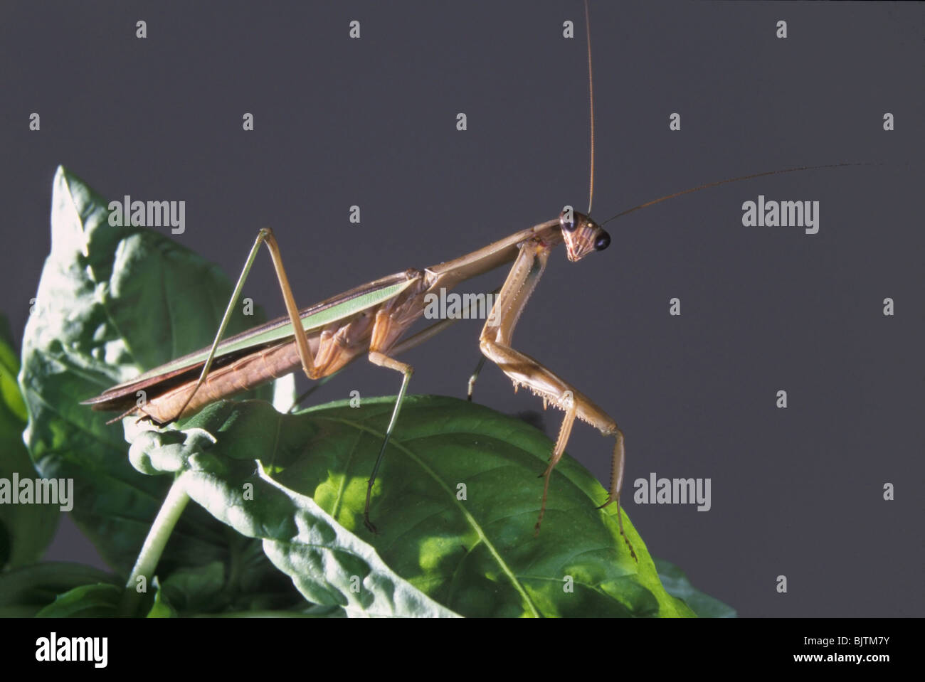 Carolina mantis (Stagmomantis carolina), Georgia, Stati Uniti Foto Stock