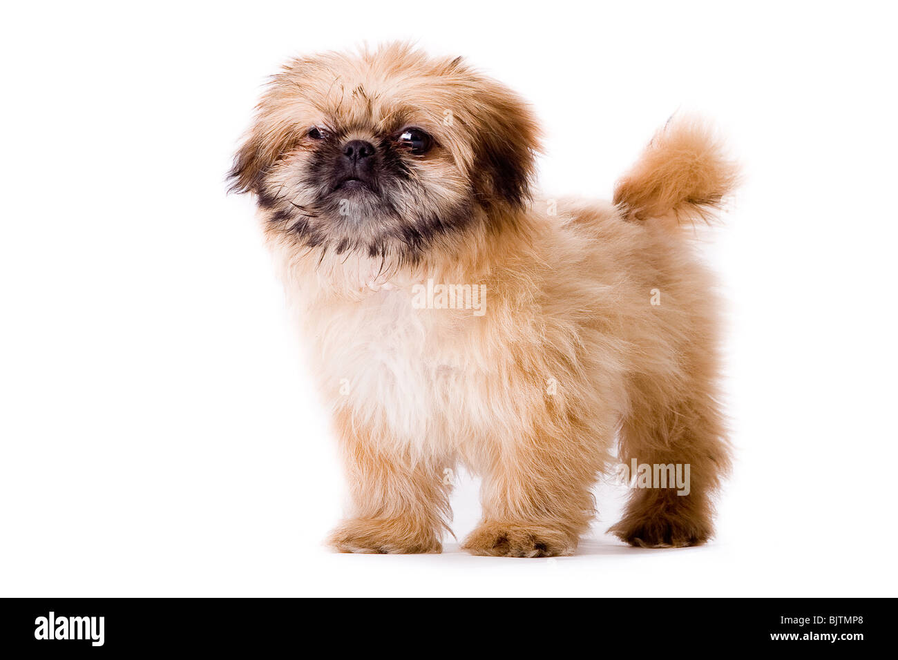 Grazioso piccolo cane pekingese isolato su bianco Foto Stock