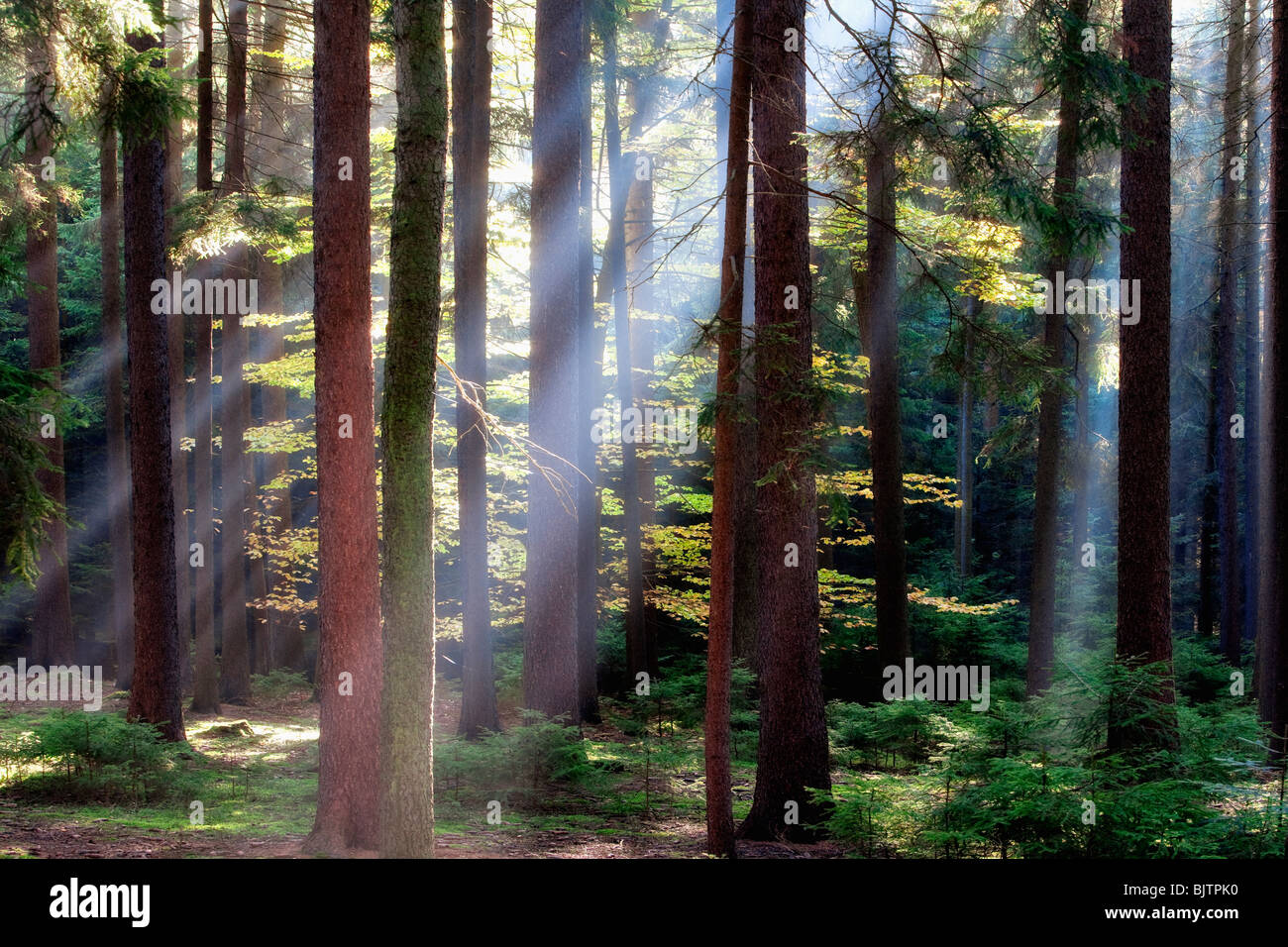 Foresta di autunno scena con raggi di sole che splende attraverso filiali Foto Stock