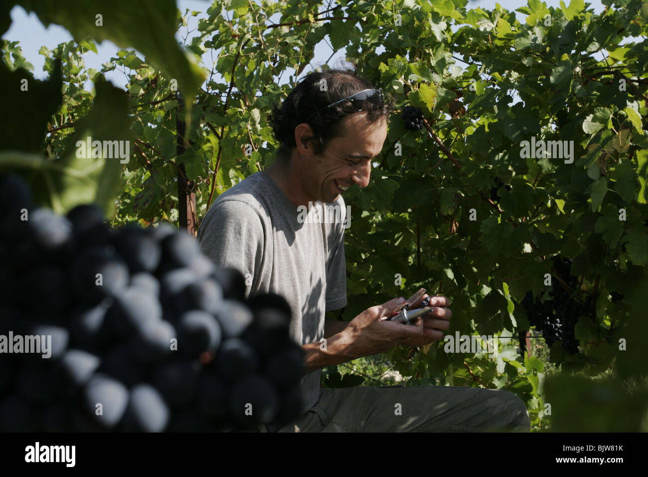 Un vino francese maker controlla il contenuto di zucchero della sua uva nella sua vigna in Vacqueyras, Vaucluse Provence, Francia Foto Stock