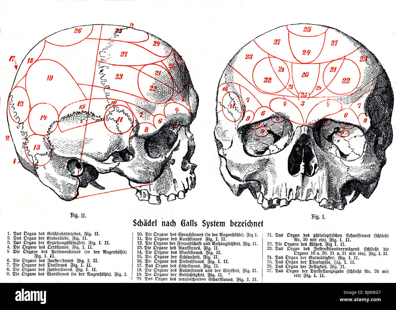 Medicina, anatomia, cervello, cranio, anatomia umana dopo Gall con centri separati, storico, storico, scienza, neuroscienza, ricerca cerebrale, teschi, sistema, sheme, persone, Foto Stock