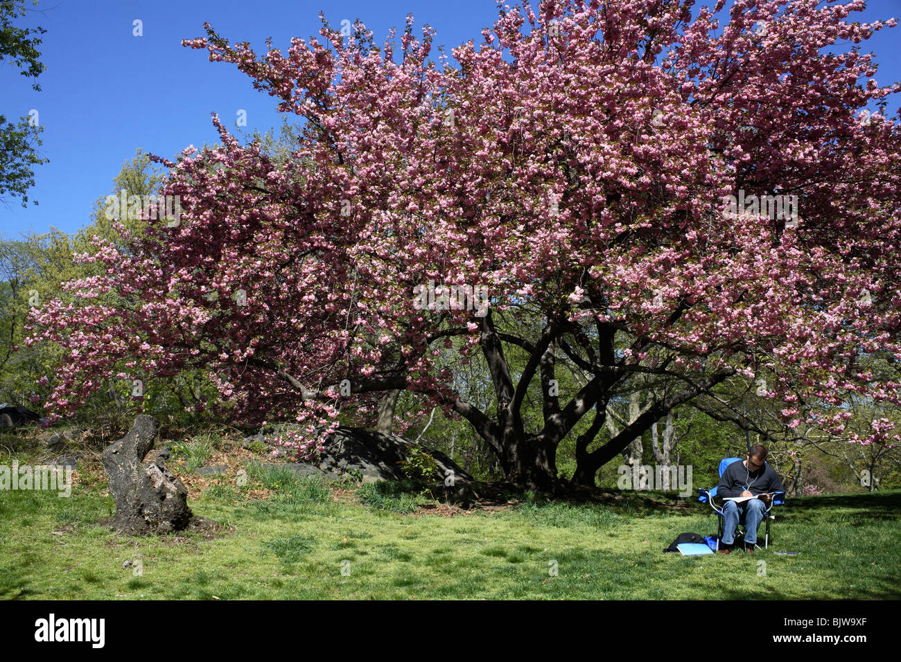 Un uomo legge sotto un fiore di ciliegio albero a Central Park di New York. Foto Stock