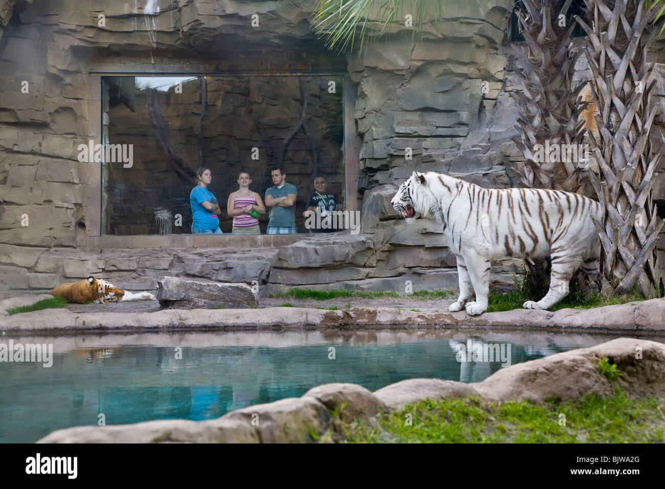 Persone che guardano al bianco tigre del Bengala a Busch Gardens di Tampa Florida Foto Stock