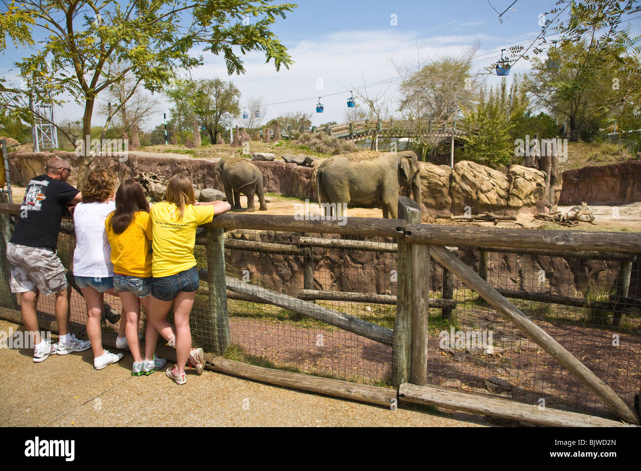 Famiglia guardare gli elefanti al Busch Gardens di Tampa Florida Foto Stock