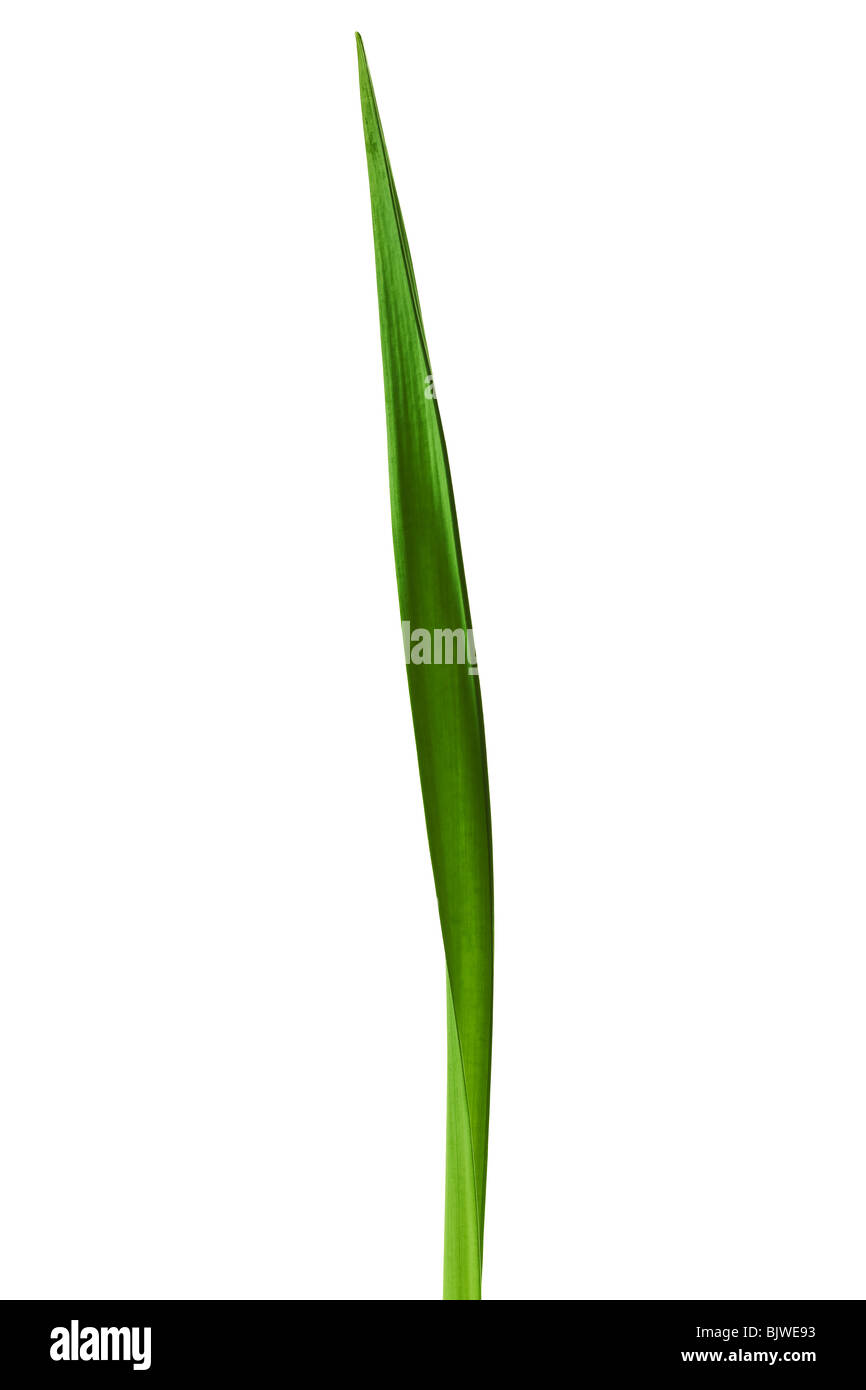 Molla a foglia Daffodil isolati su sfondo bianco Foto Stock