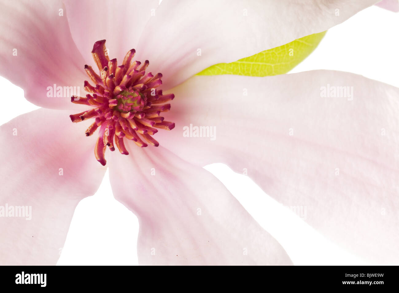 Rosa magnolia lo sfondo con il fuoco selettivo su stame Foto Stock