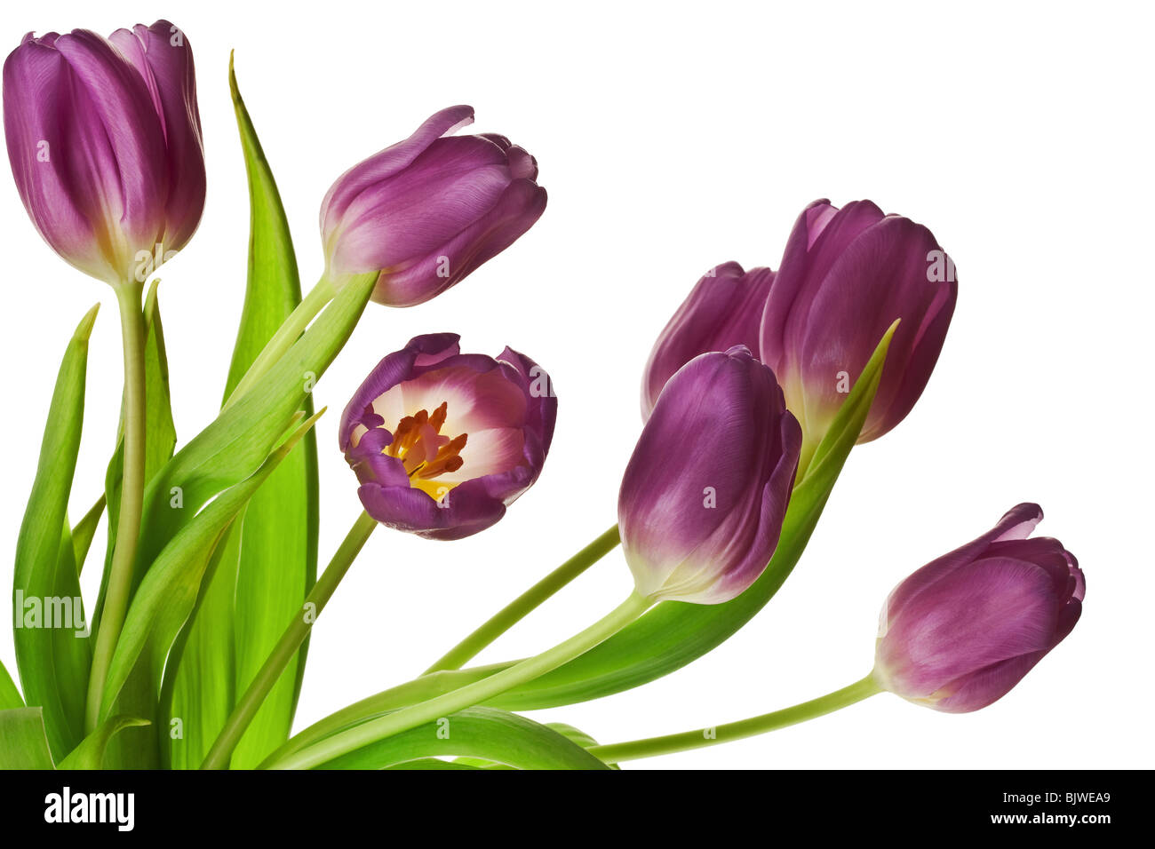 Molla viola i tulipani isolato su un puro Sfondo bianco Foto Stock