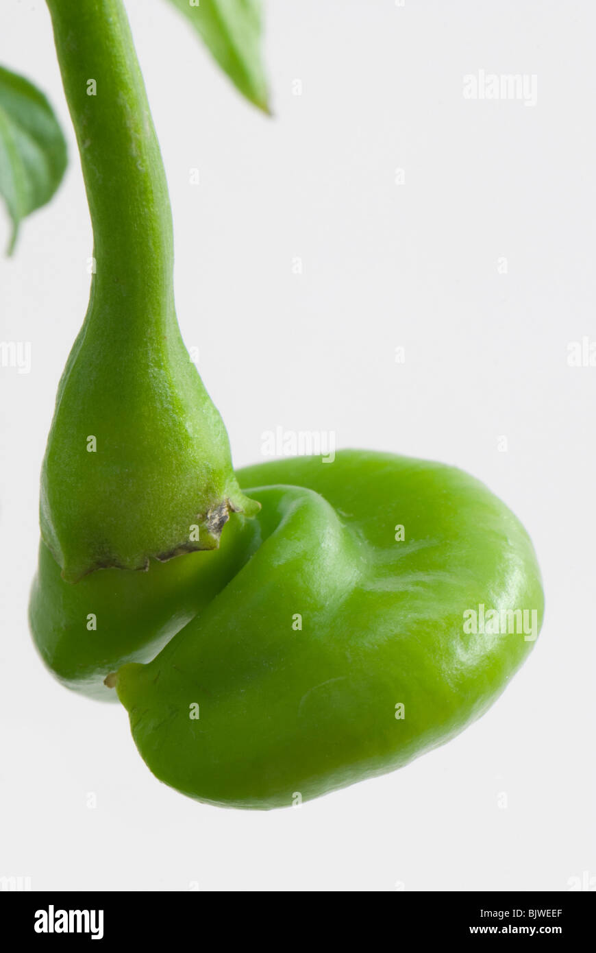 Macro di verde decorativo con paprika strana forma Foto Stock