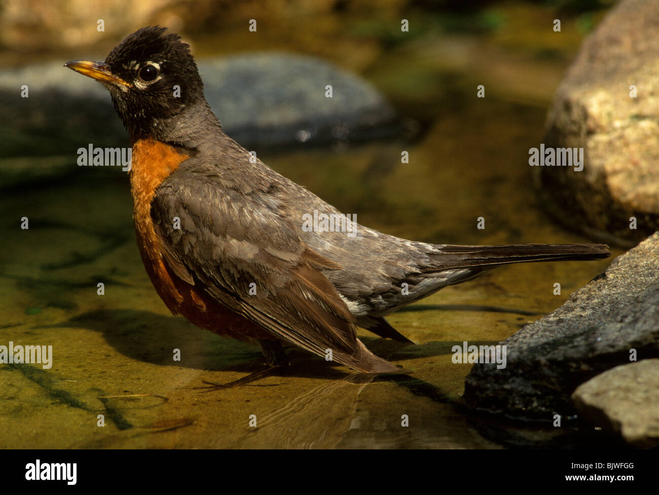 American Robin Turus migratorius tenendo bagno nella pozza USA, per saltare Moody/Dembinsky Foto Assoc Foto Stock