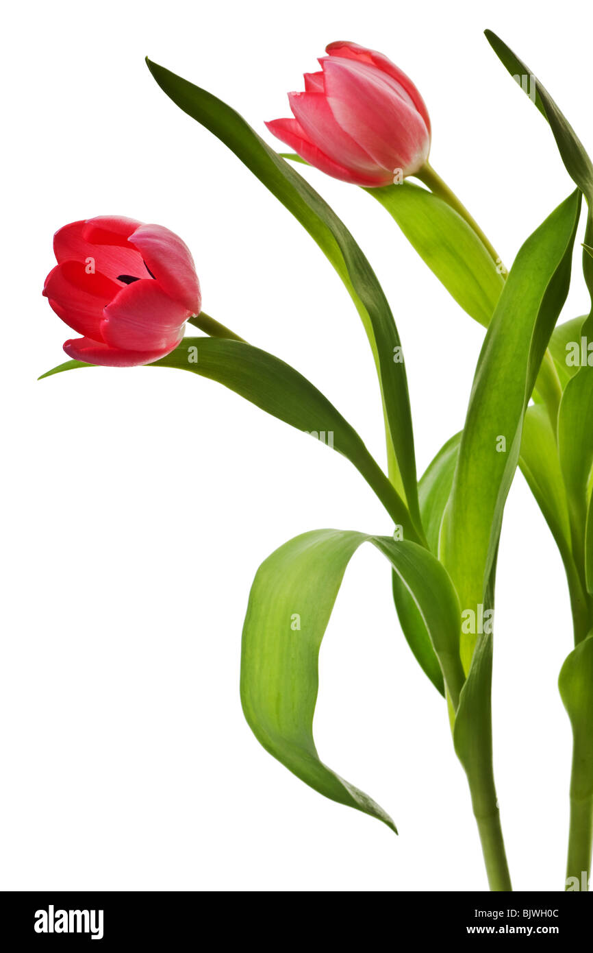 Pink tulip isolato su uno sfondo bianco Foto Stock