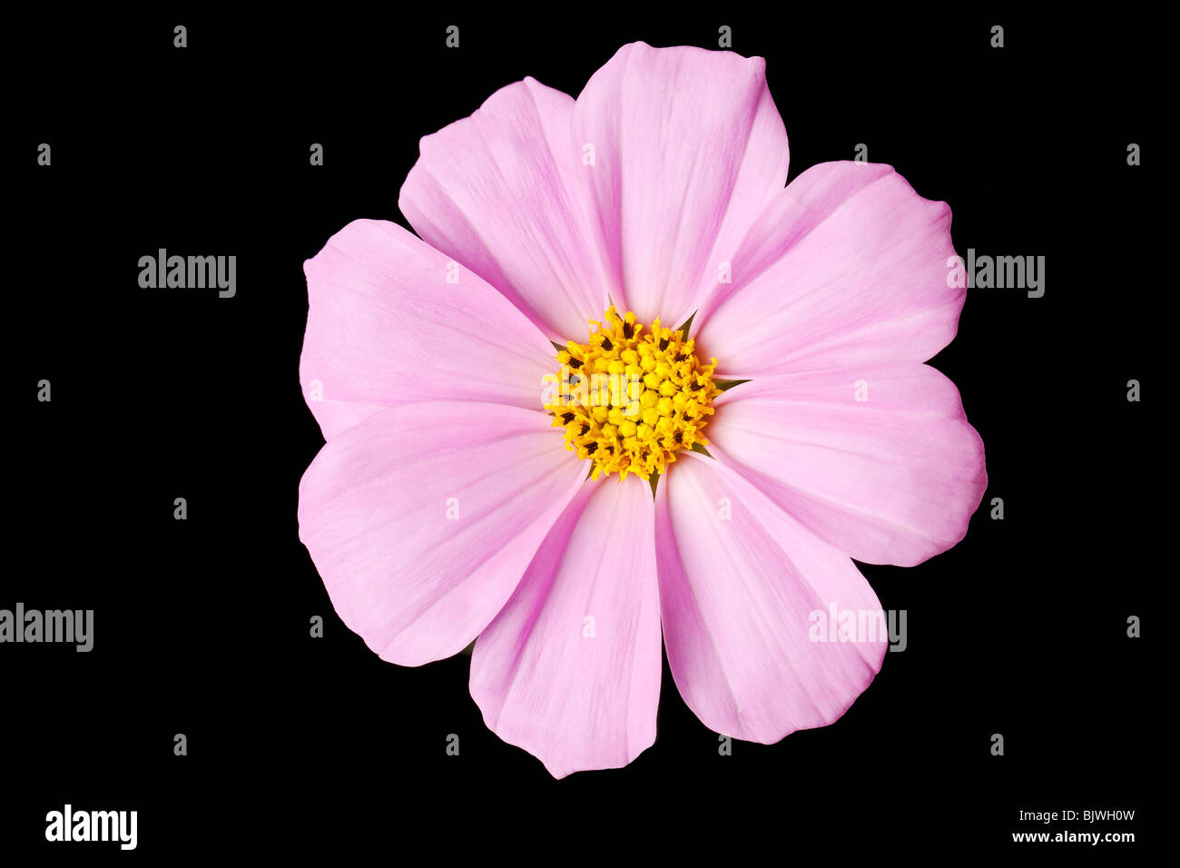 Pink daisy isolato su un puro sfondo nero Foto Stock