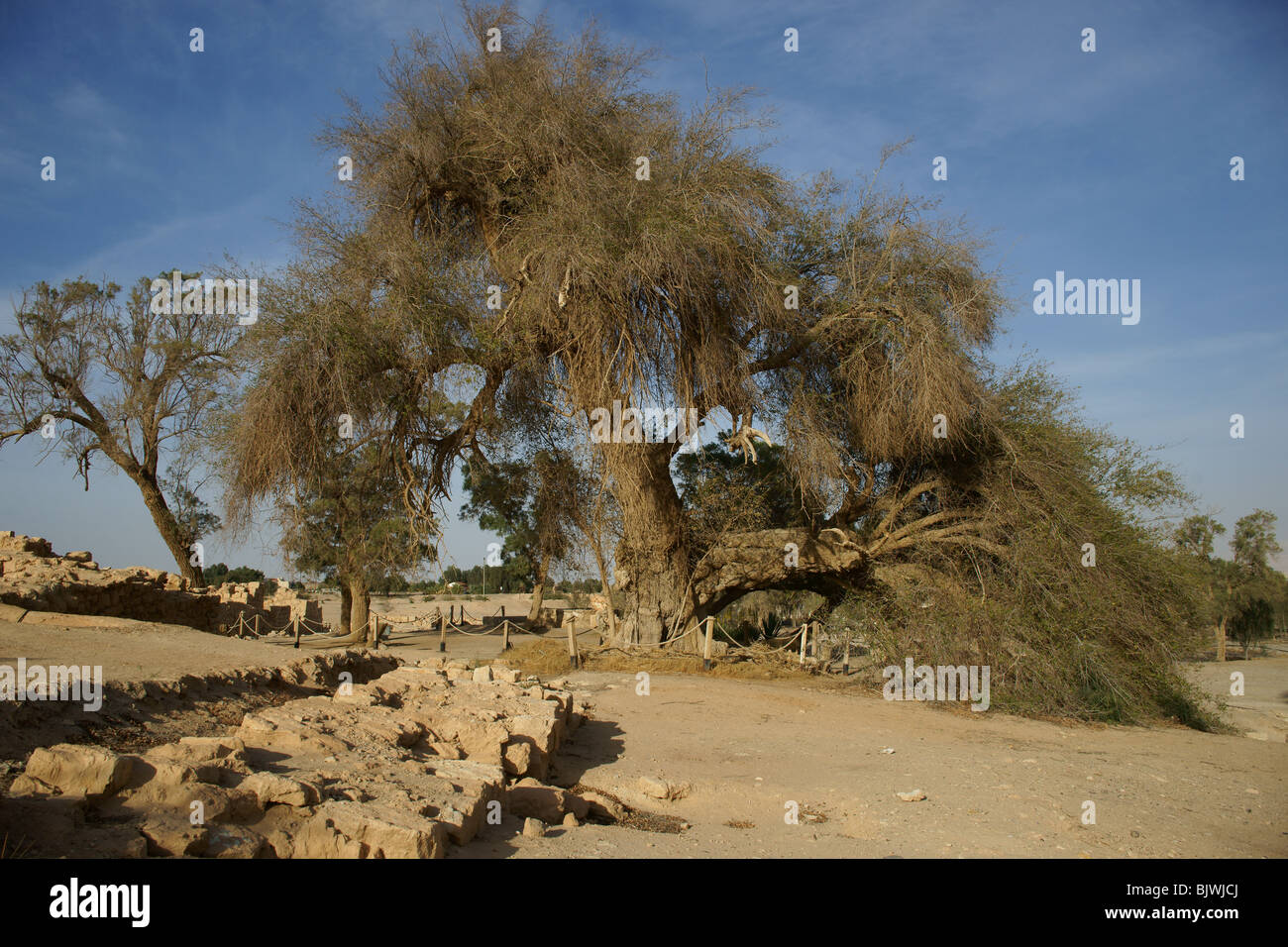 albero della giuggiola Foto Stock