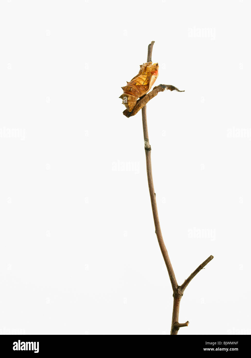 Caterpillar sul ramo Foto Stock