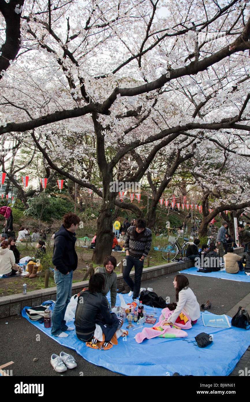Il Parco Ueno Sakura Hanami Foto Stock