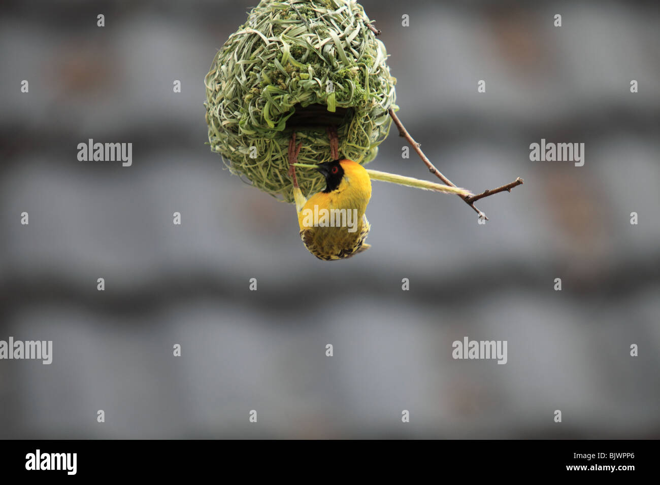 Weaver bird pende da una recente nido costruito Foto Stock