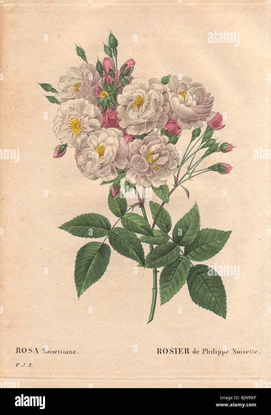 Impressionante bouquet di Blush Noisette rose, soffice e bianca rose rosa in fiore (Rosa noisettiana). Foto Stock