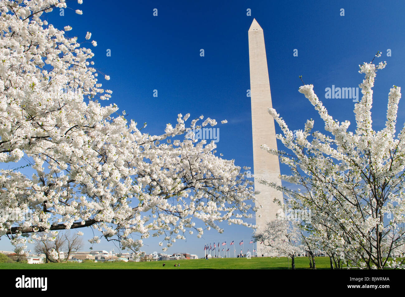 WASHINGTON DC - i ciliegi di Yoshino fanno da cornice al Washington Monument durante la fioritura di picco vicino al bacino delle maree. Gli alberi in fiore, parte di un dono del 1912 dal Giappone, sono al centro dell'annuale National Cherry Blossom Festival. Foto Stock