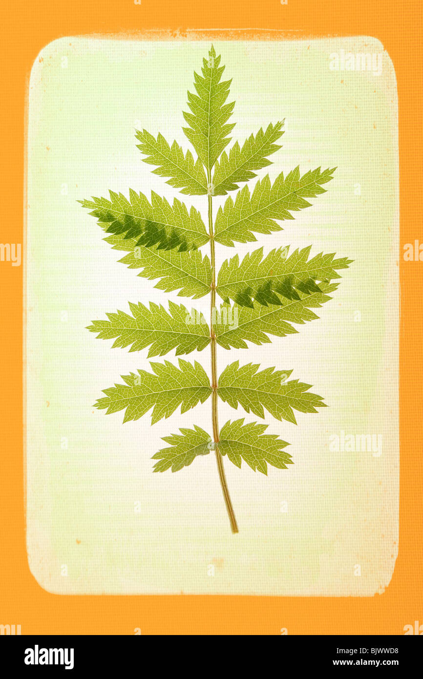Abstract background in foglia Foto Stock