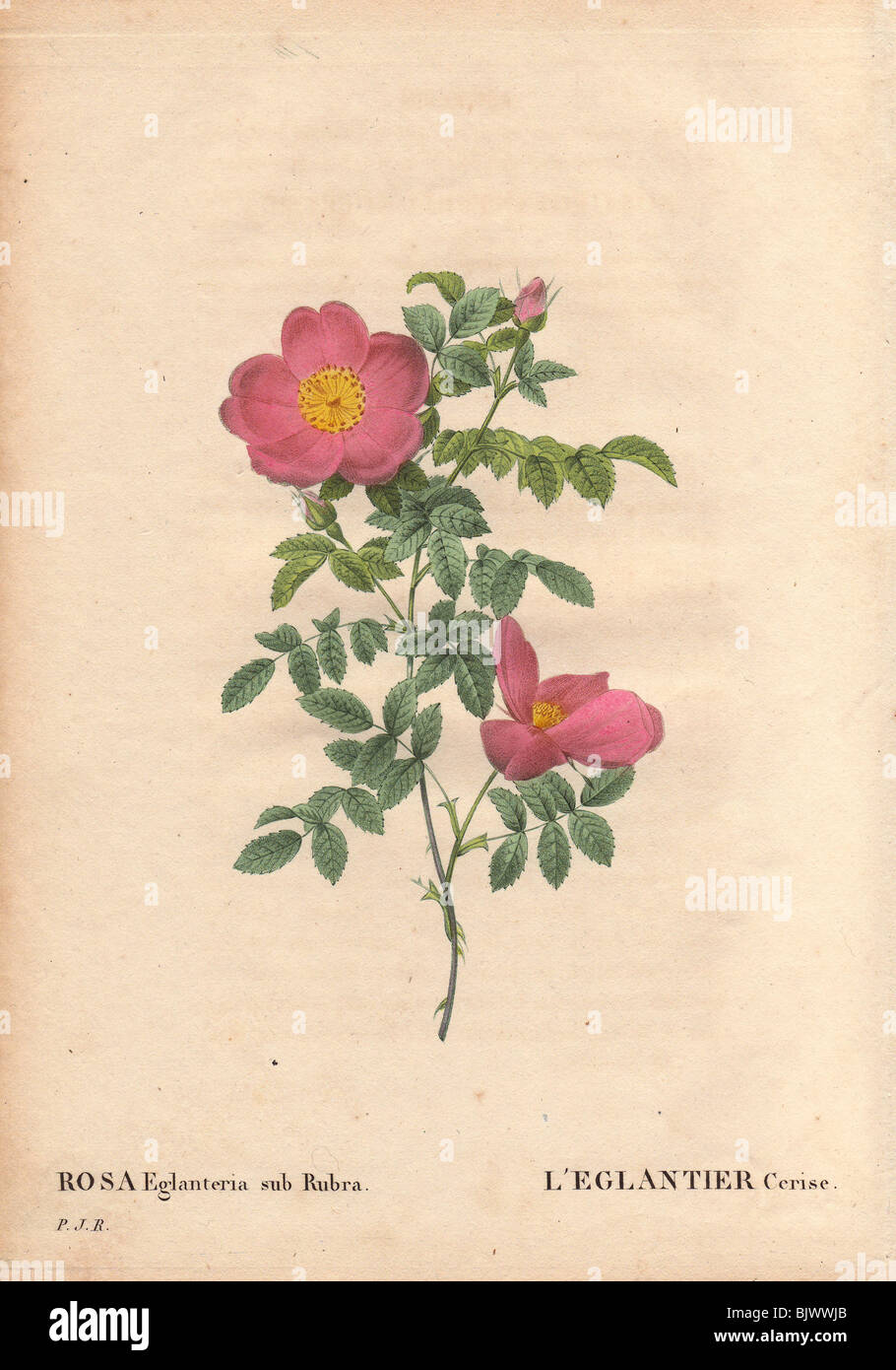 Cherry briar rose con piccola rosa polveroso e giallo Rose (Rosa eglanteria sub rubra). L'Eglantier Cerise. Foto Stock