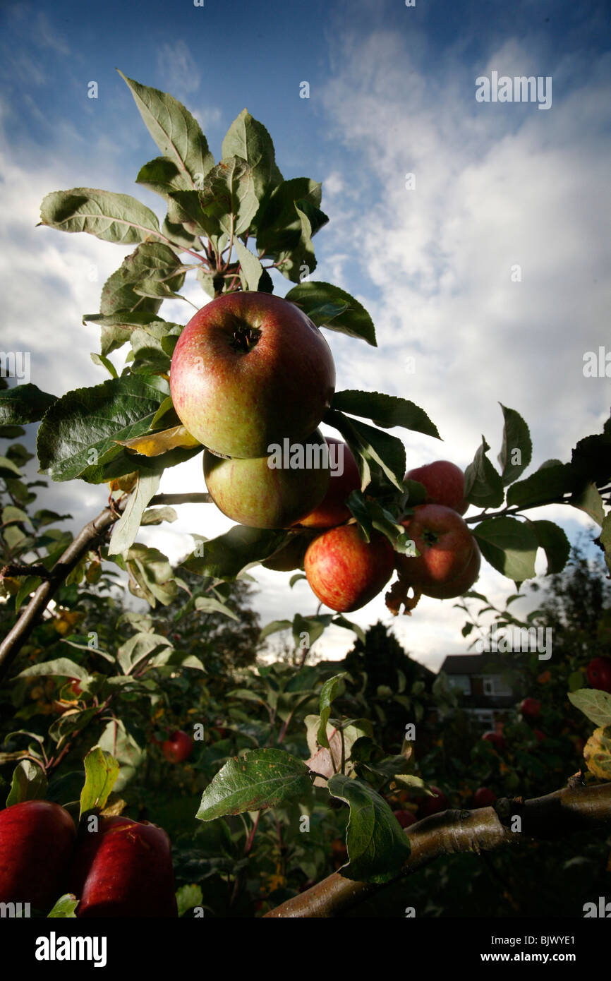 Mele stagionale crescere in un frutteto Foto Stock