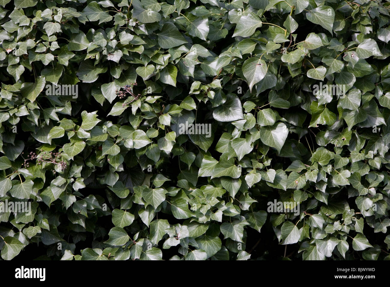 Edera che cresce su una parete Foto Stock