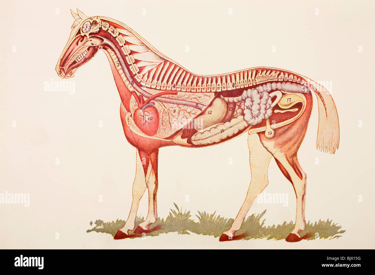 Gli organi interni di un cavallo. Foto Stock