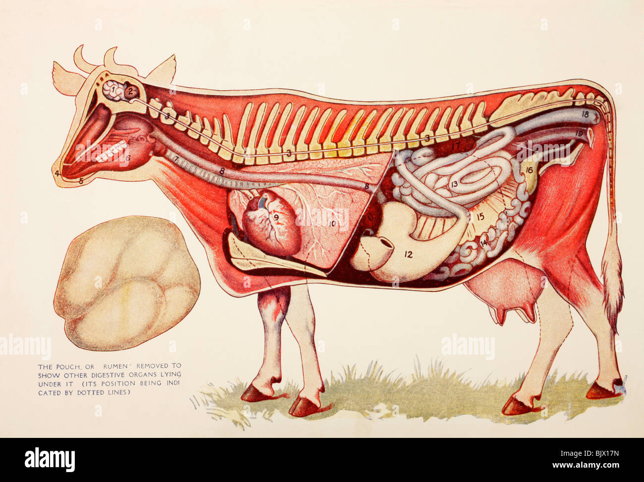 Gli organi interni di una mucca con il rumine illustrata da un lato per rivelare altri organi digestivi al di sotto di esso. Foto Stock