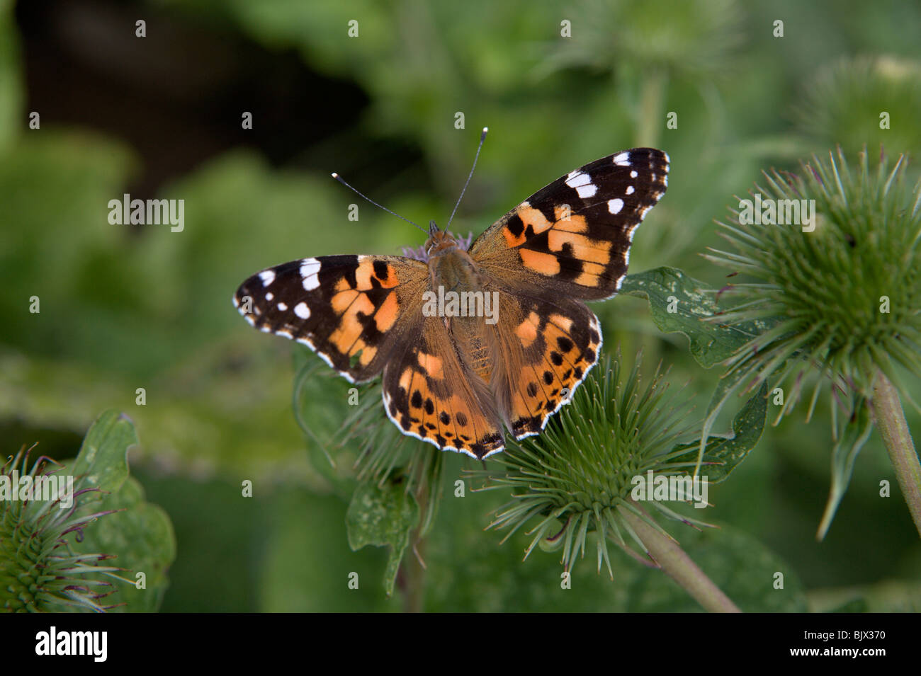 Dipinto di lady butterfly sui cardi Foto Stock