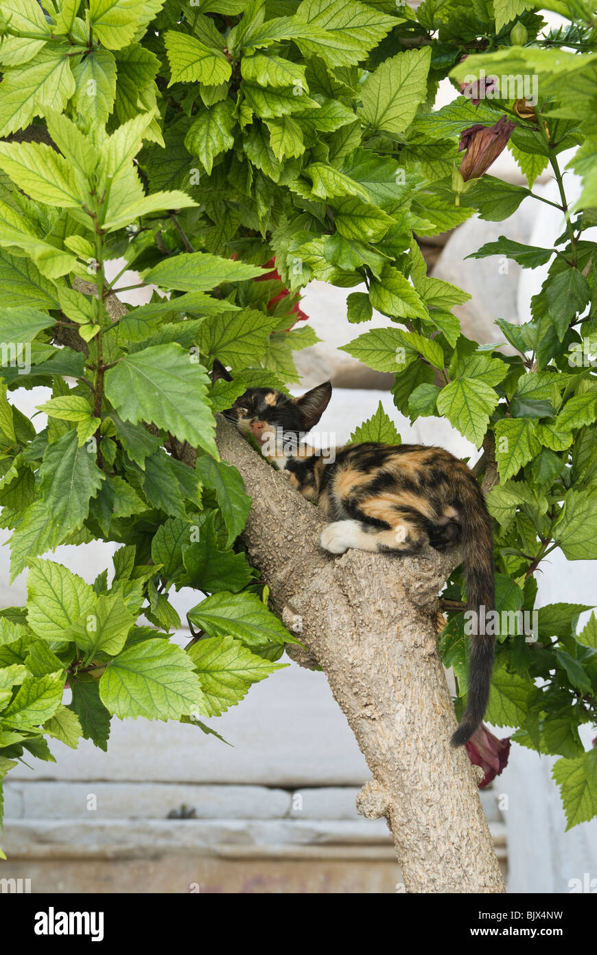 Gatto dorme in una struttura ad albero dell'isola di Paros Grecia Foto Stock