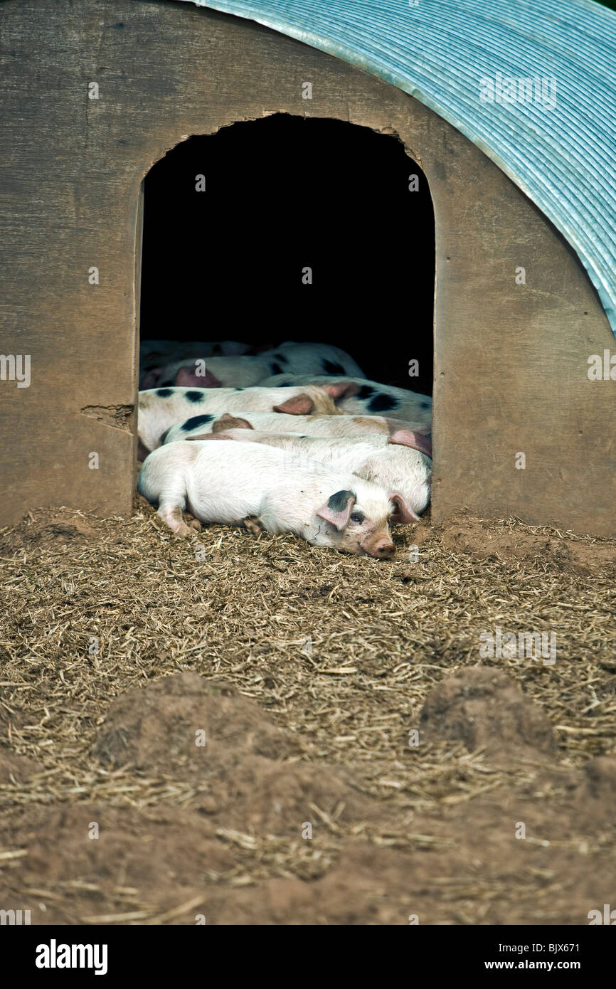 Gloster vecchio spot di suinetti nella loro casa Foto Stock