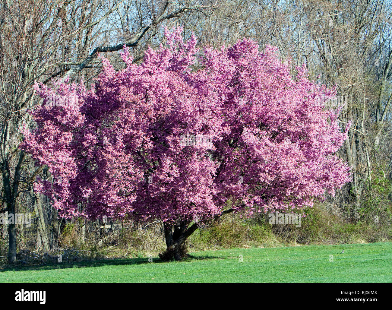 Prunus x Okame cherry hybrid albero. Foto Stock