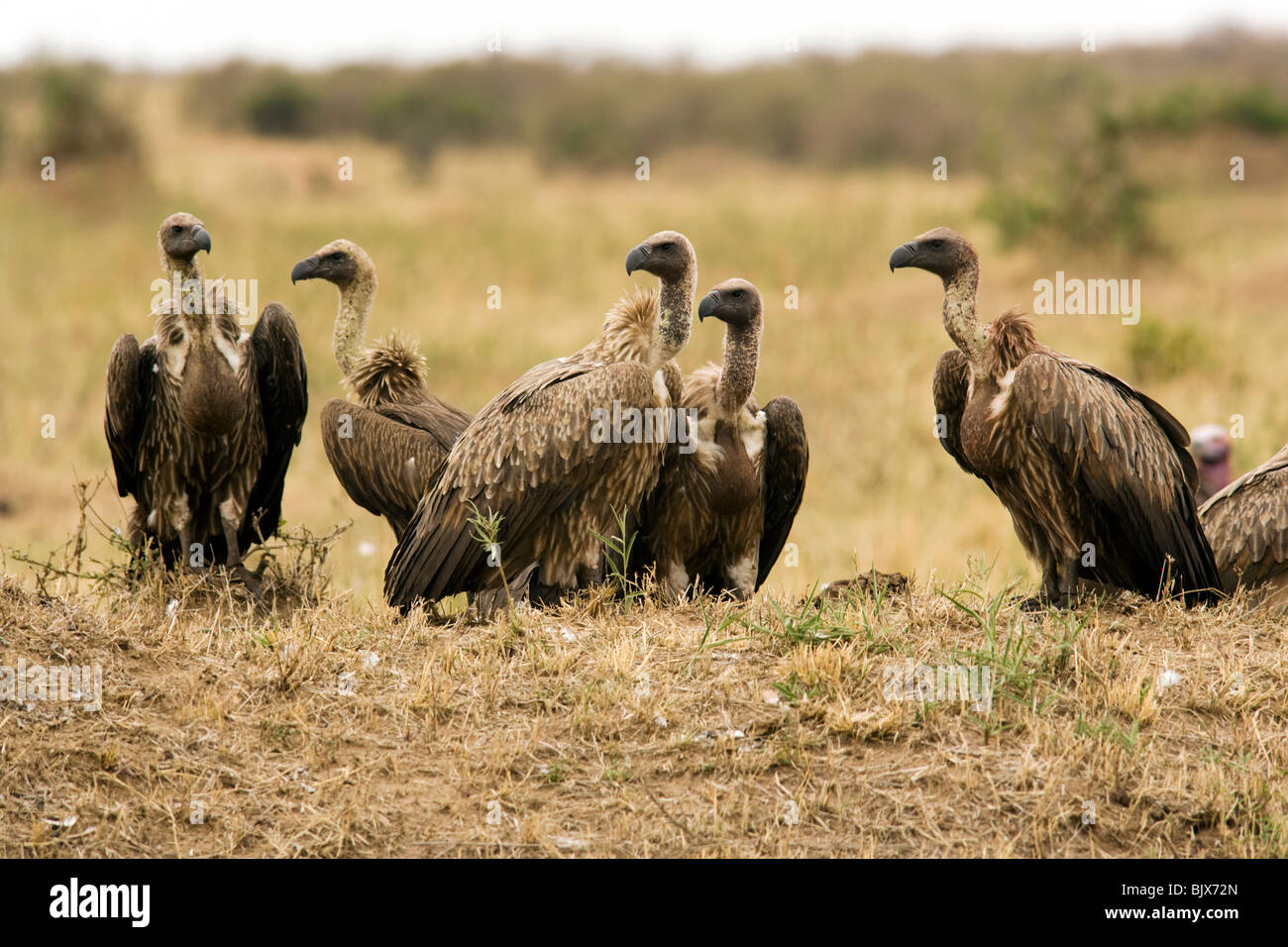 White-backed avvoltoi - Masai Mara riserva nazionale, Kenya Foto Stock