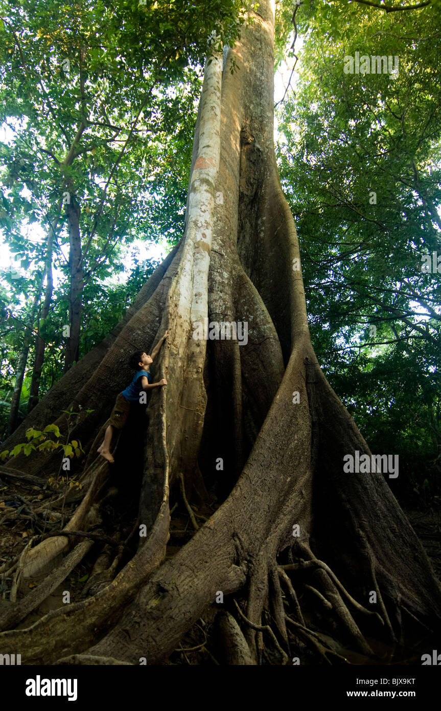 Ragazzo arrampicata su un albero di kapok (Ceiba pentandra). Foto Stock