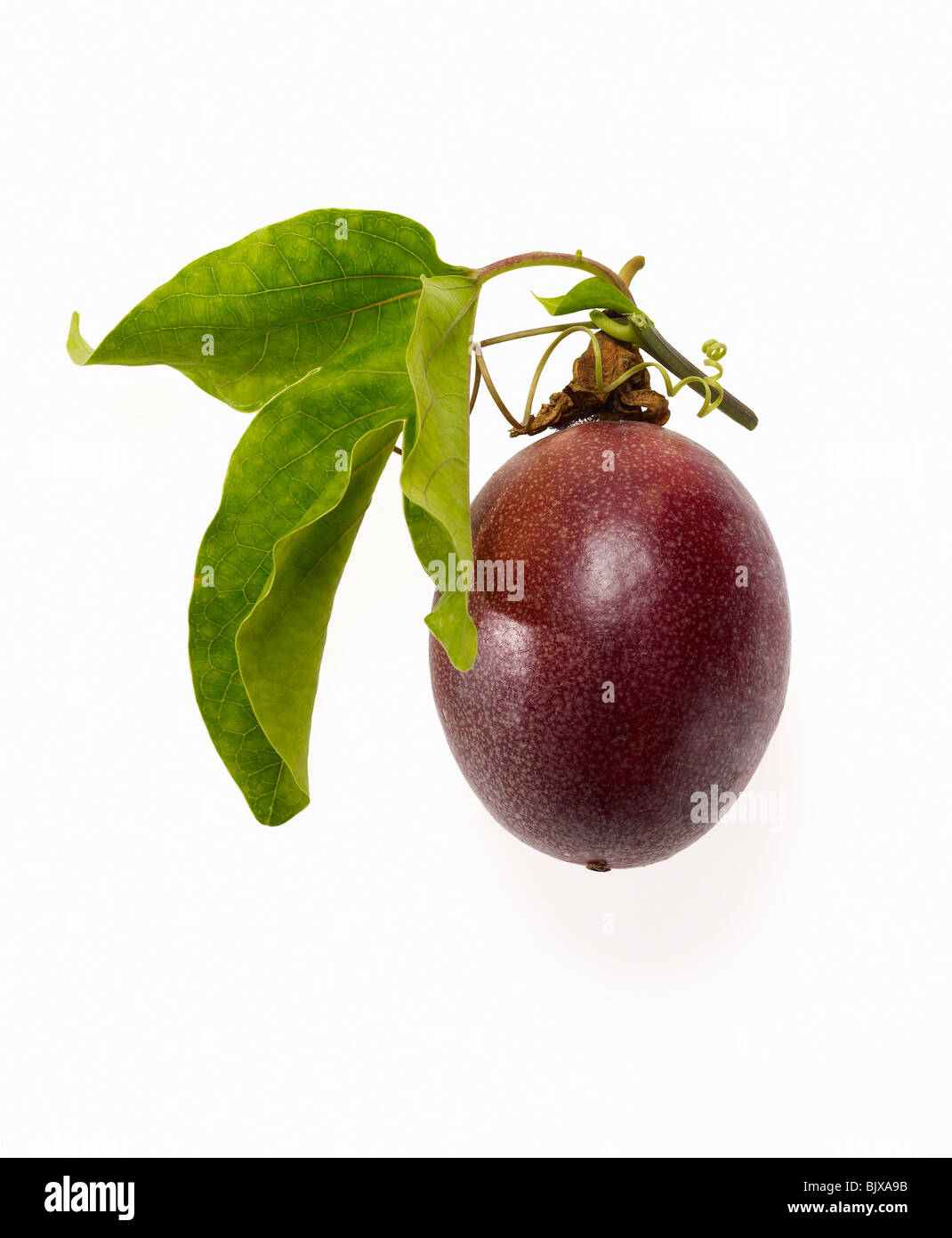 Frutti della passione Passiflora edulis Granadilla Foto Stock