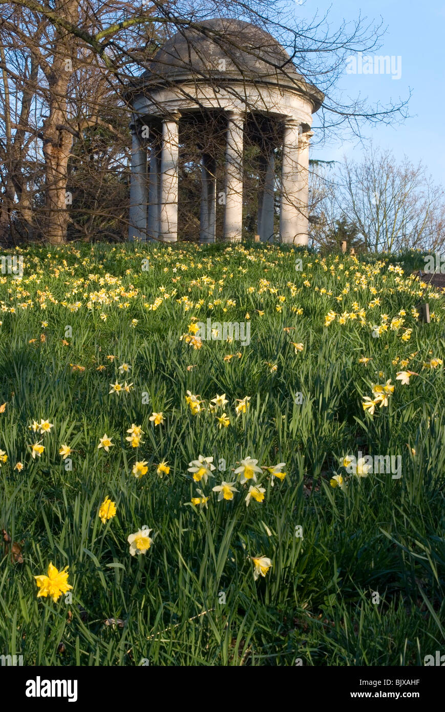 Giunchiglie, Kew Gardens di Kew, Surrey, Inghilterra. Foto Stock