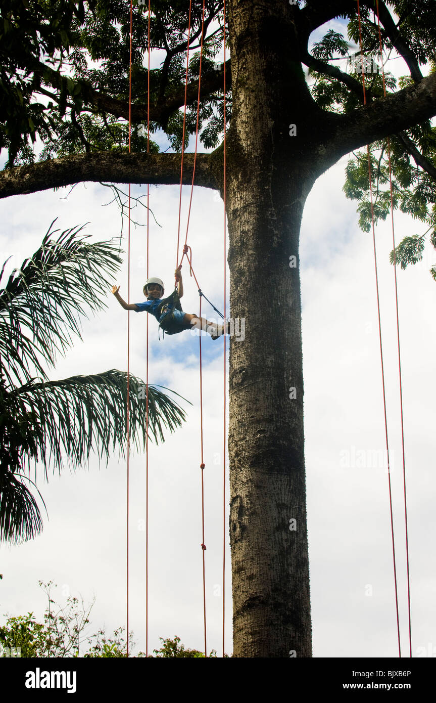 Tree Climbing attività dal Tropical Tree Climbing azienda Ariau Amazon Towers ecolodge. Foto Stock
