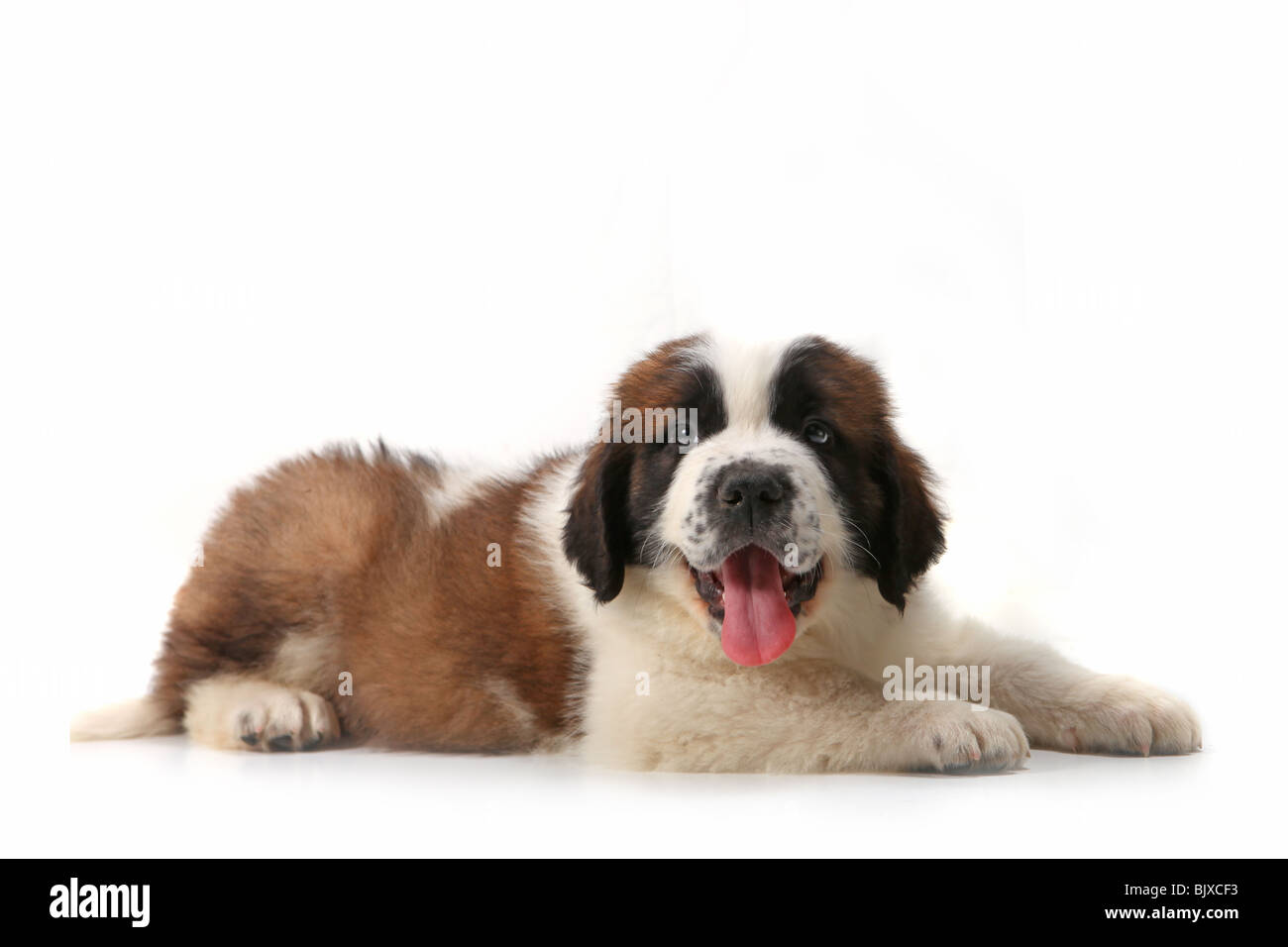 Felice ansimando san Bernardo cucciolo sdraiato sul suo stomaco contro uno sfondo bianco Foto Stock