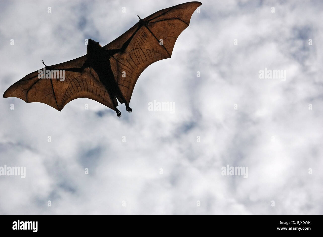 Indian flying fox Foto Stock