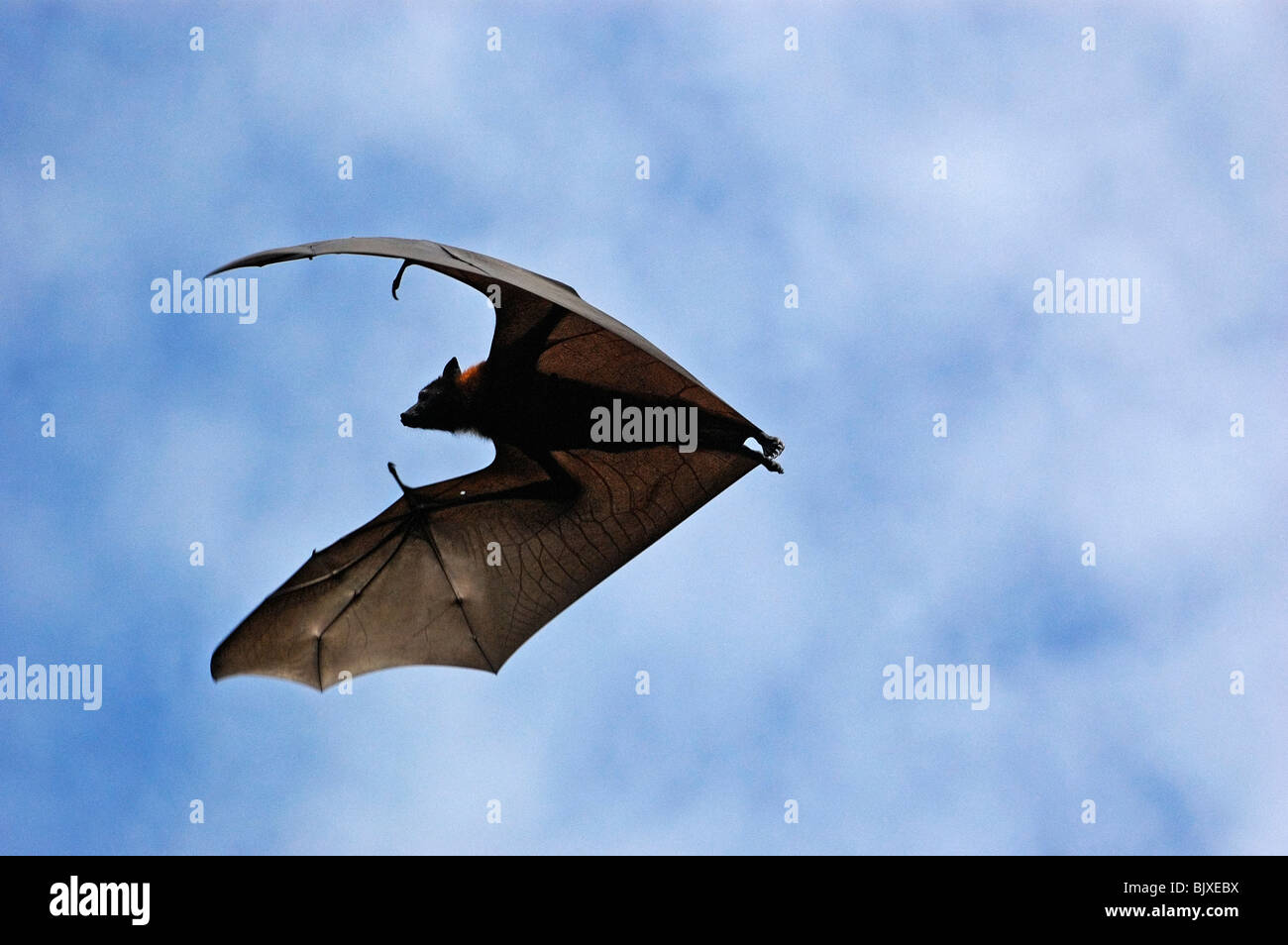 Indian flying fox Foto Stock