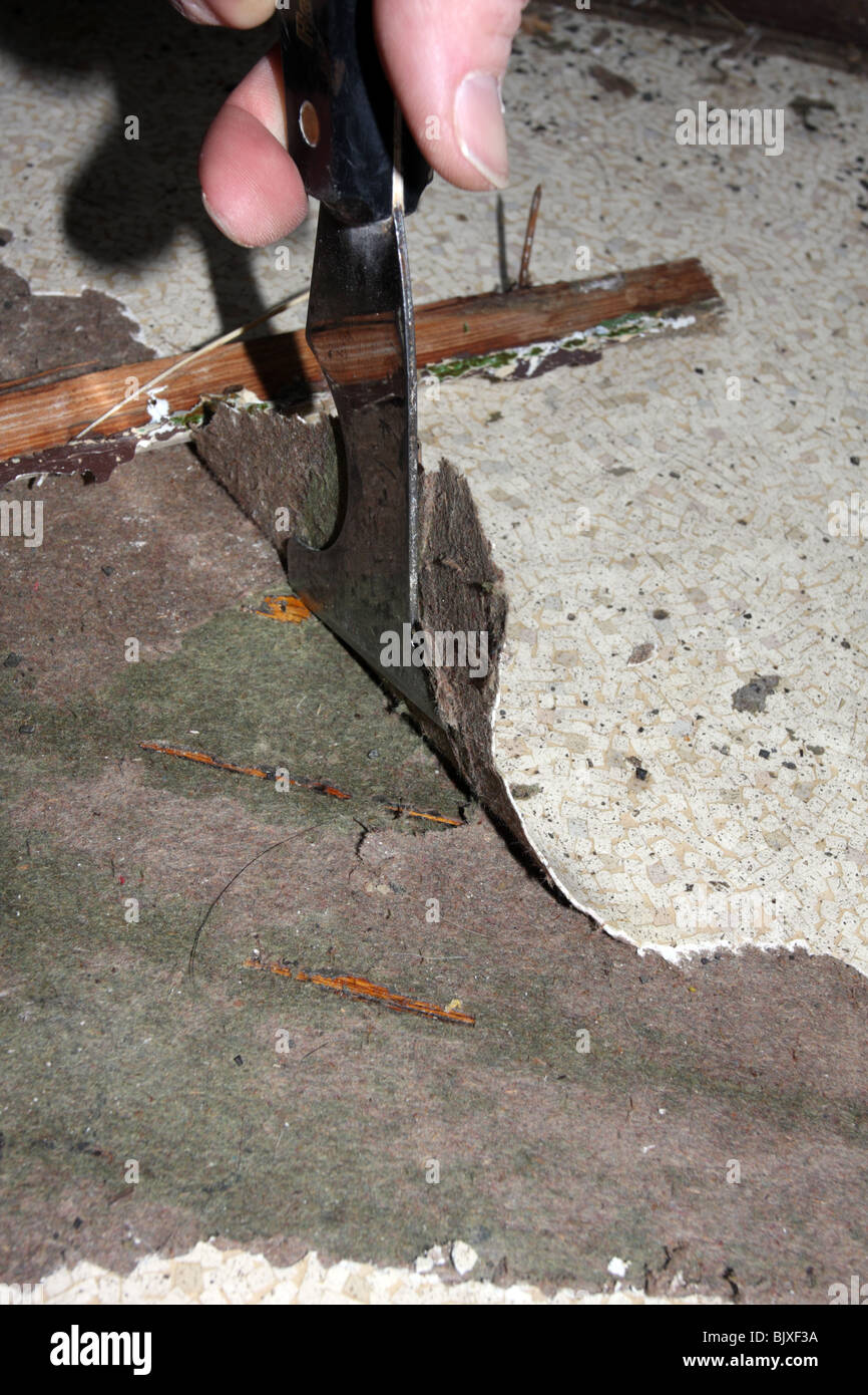 Utility 5-in-uno scraper plica fino vecchio rivestimento per pavimenti in linoleum. Foto Stock