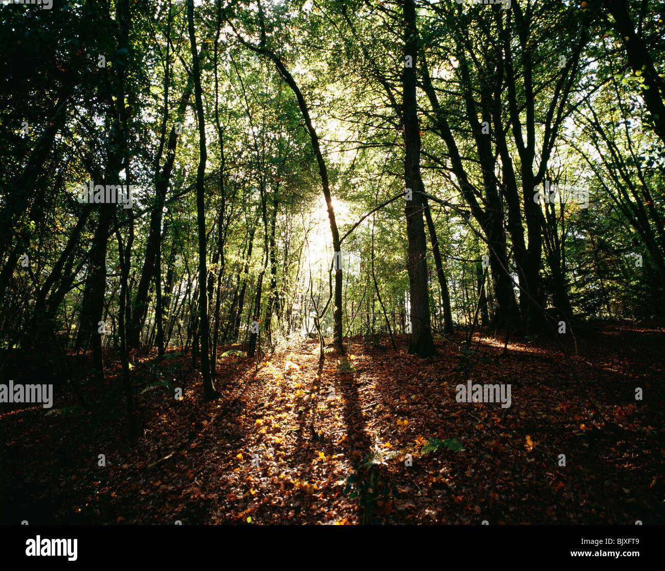 La luce del sole proveniente da alberi Foto Stock