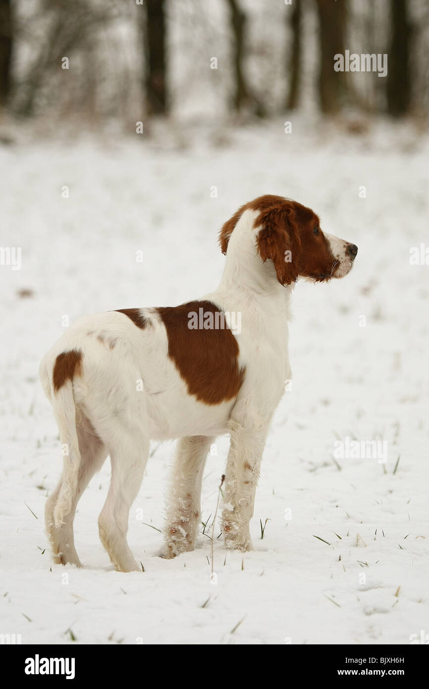 Giovane Irlandese rosso-e-bianco Setter nella neve Foto Stock