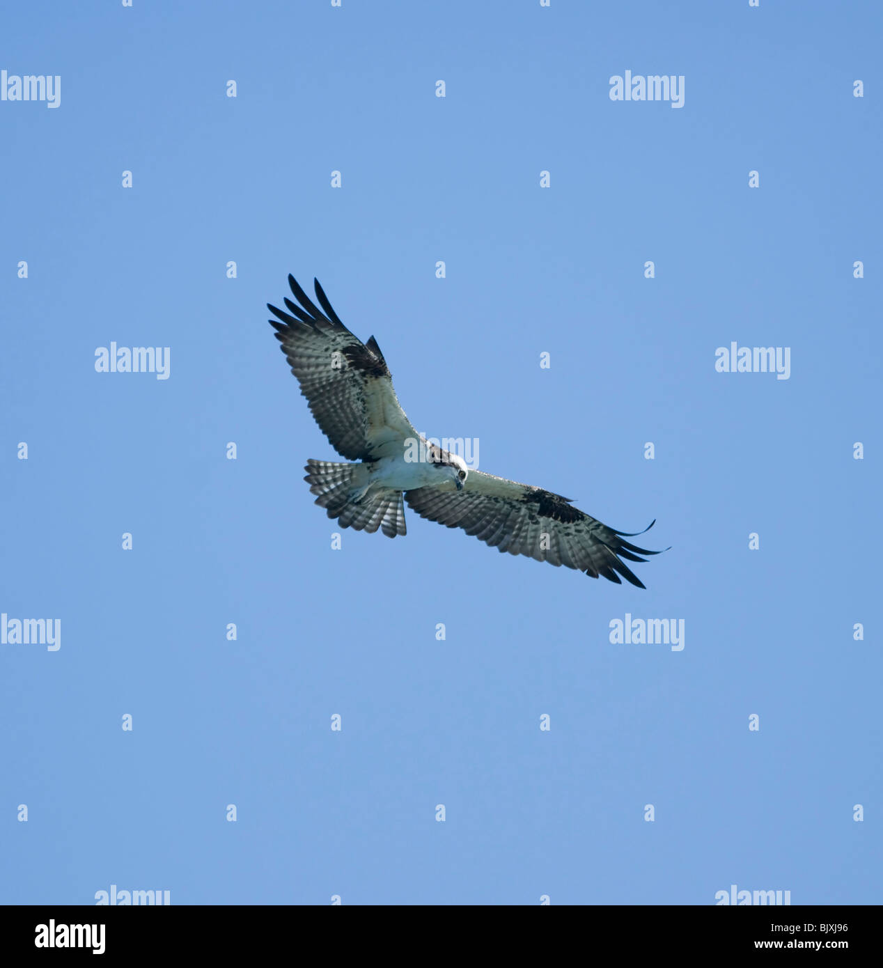 Falco pescatore Pandion haliaetus Panama Foto Stock