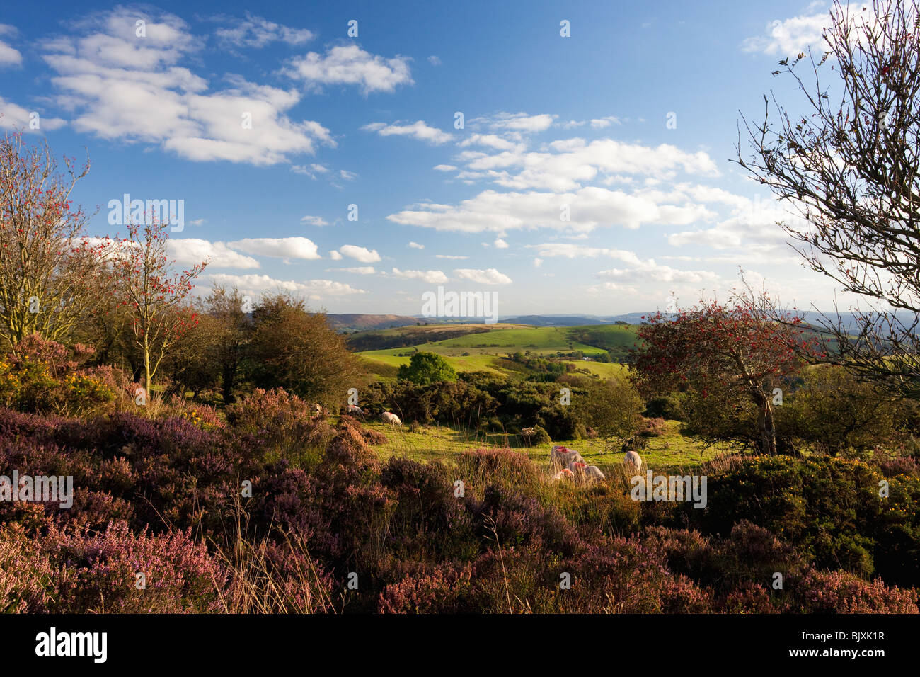 Pecora che pascola Stiperstones viola heather giorno di estate cielo blu sunshine vicino castello di Vescovi Shropshire Frontiere Inghilterra Foto Stock